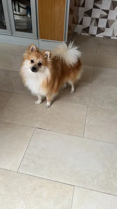 Spithz Pomeranian