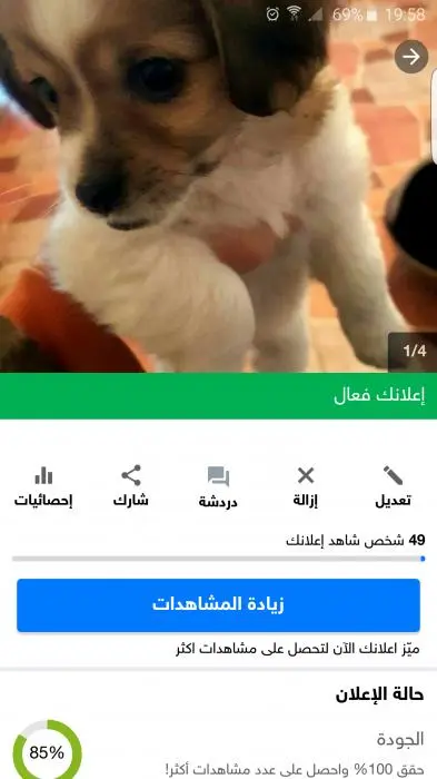 Chiot chiwawa crosser