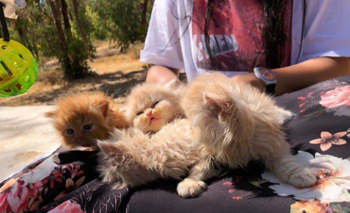 4 chaton persan pur race