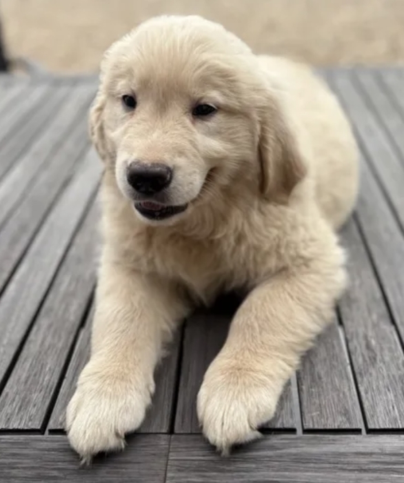Chiots golden retriever