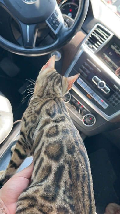 Chaton de bengal