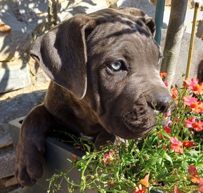 Cane Corso 🇮🇹