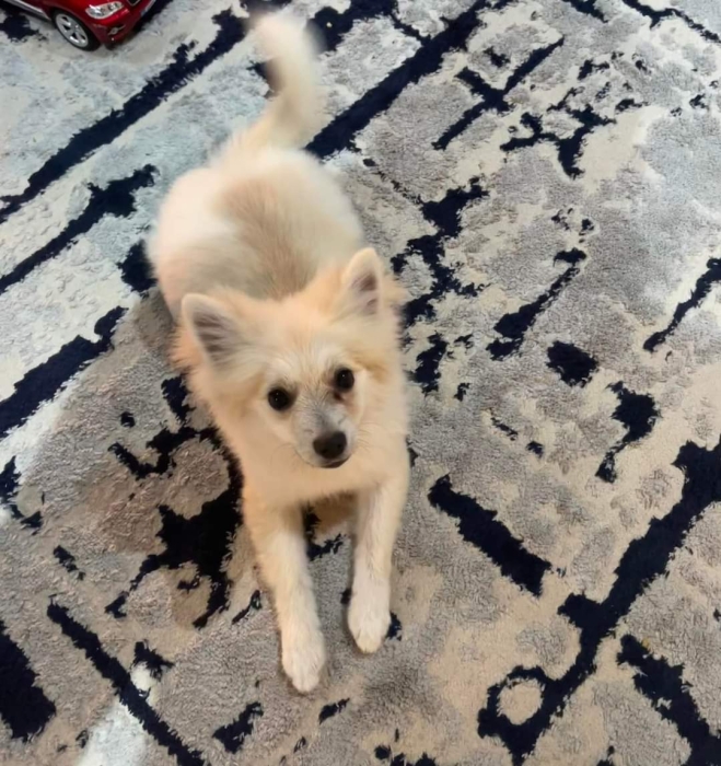 Spitz nain russie female