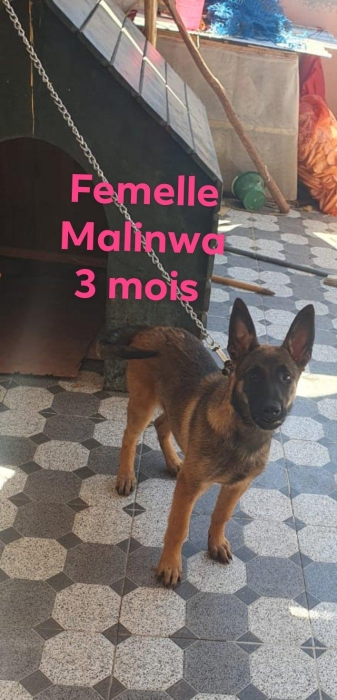 Malinois classic.. Charbon