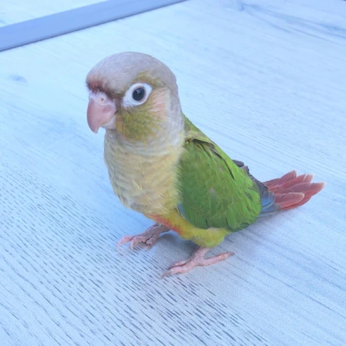 Perroquet Conure molinae pyrrhura dressé