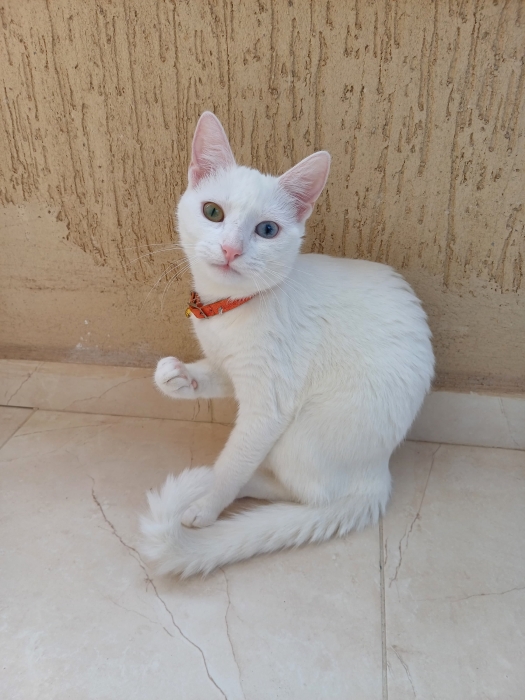 Accouplement Femelle Angora