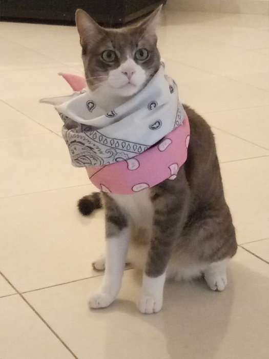 Cherche adoption pour mon chat