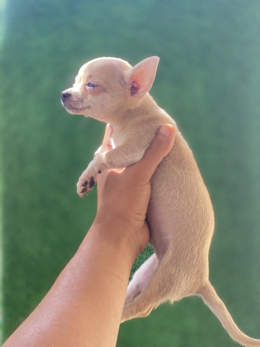 Chien chihuahua