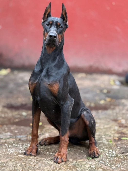 DOBERMAN PEDIGREE