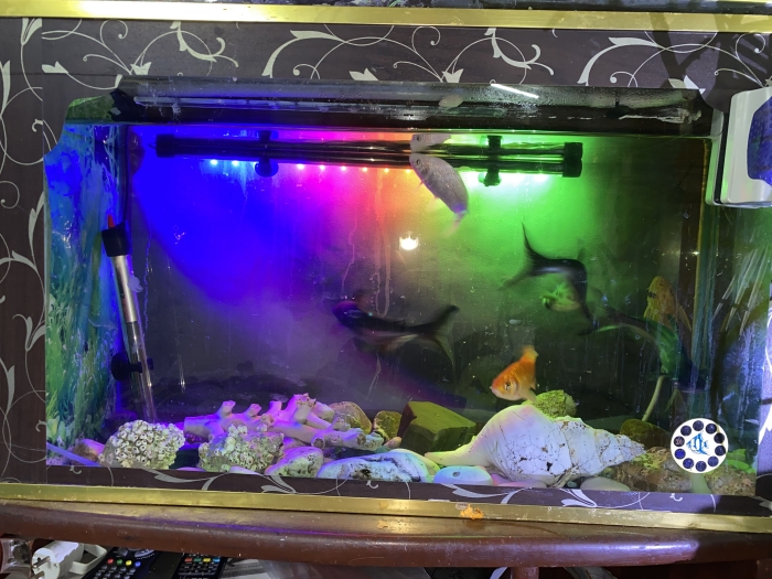 Requins et poisson rouge et poisson ventouse