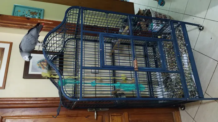 Perroquet Gris de Gabon