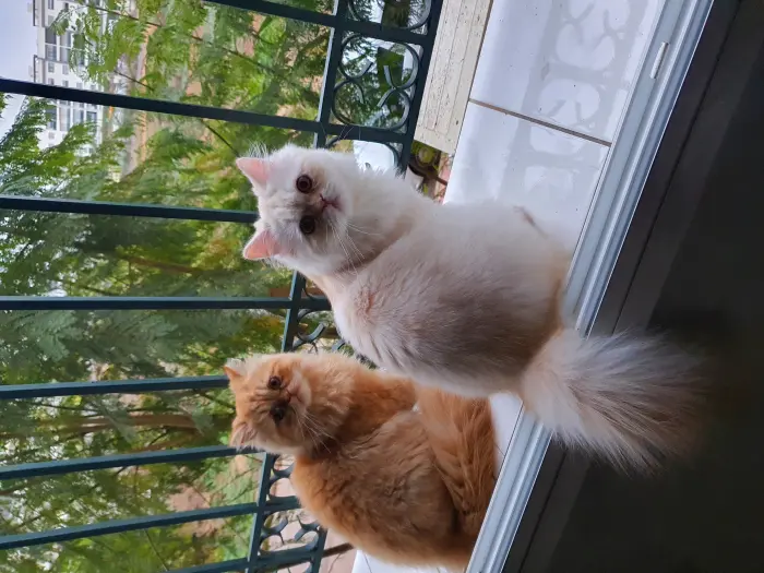 Chats Persans Imalaya pure race