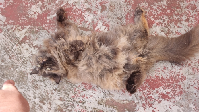 Persan femelle 6mois