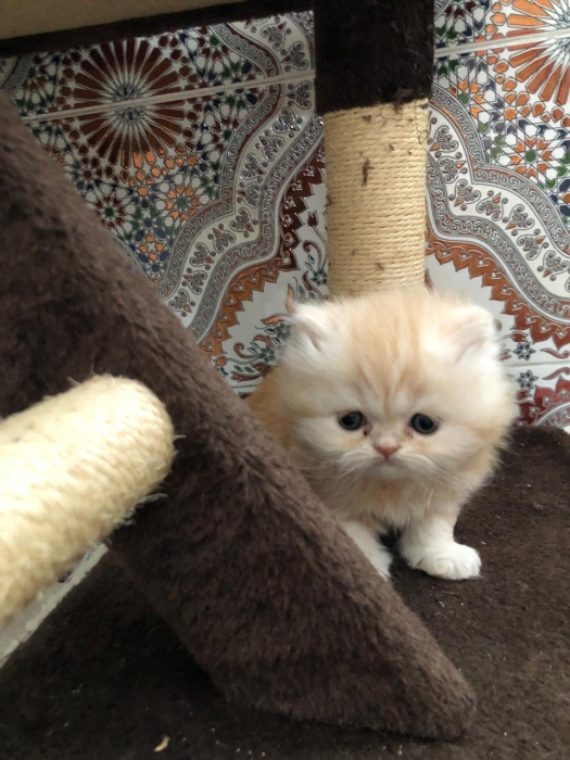 Persan mâle 2 femelle