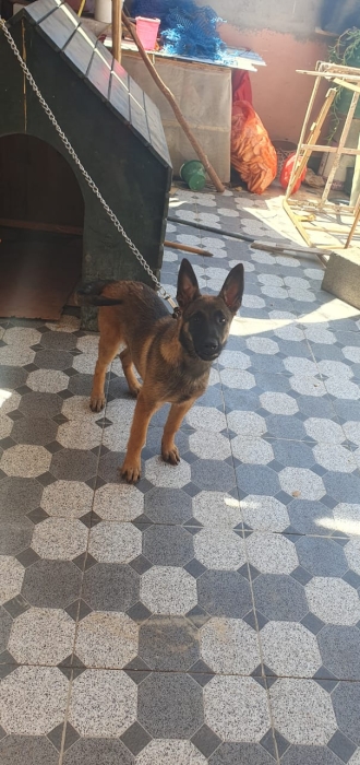 Malinois classic.. Charbon