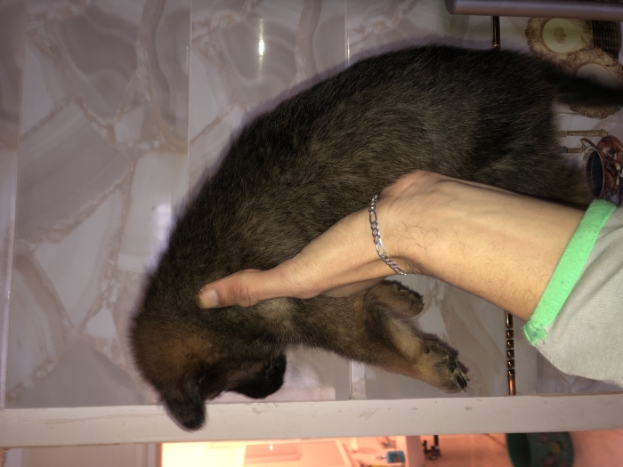 Berger all mend pure race