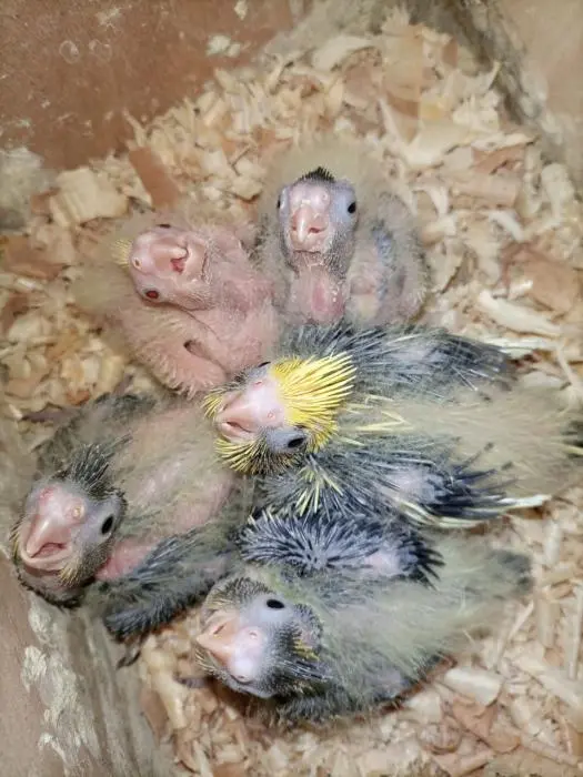 Calopsitte Pour dressage