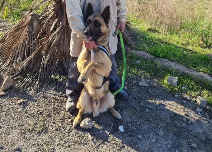 Besoin d une femelle malinois pour accouplement