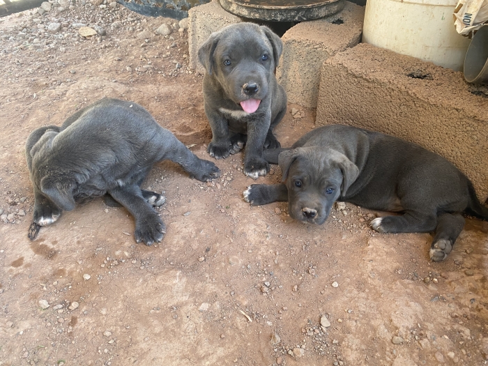 Chiots cane corso couleur gris-bleu et gris-bringé