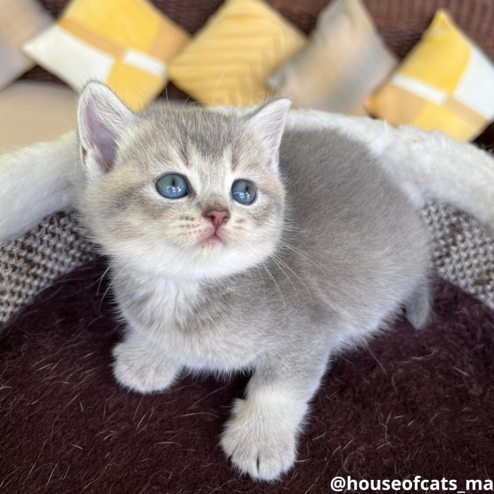 Scottish fold et straight