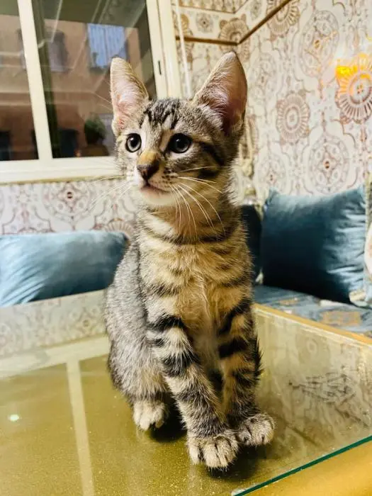 Chaton femelle 2 mois