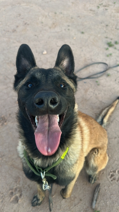 Male malinois