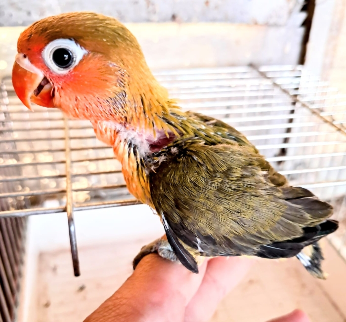 Vente Inseparables dressage