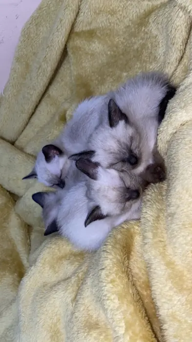 Chaton siamois a vendre