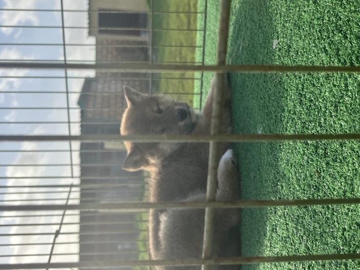 Shiba inu femelle pedigree
