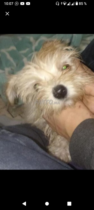 Bichon maltais beige