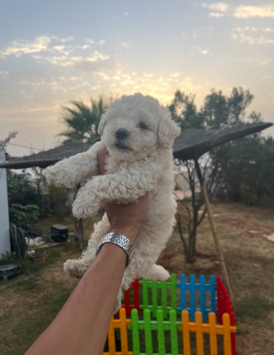 Bichon Maltais 📸✨