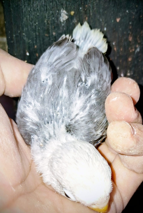 Inseparables Fisher dressage