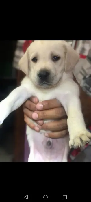 Labrador