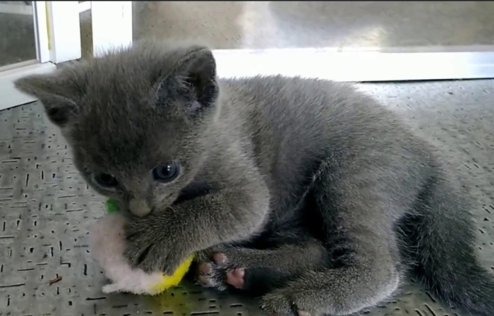 Origines du Bleu russe ou Russian Blue