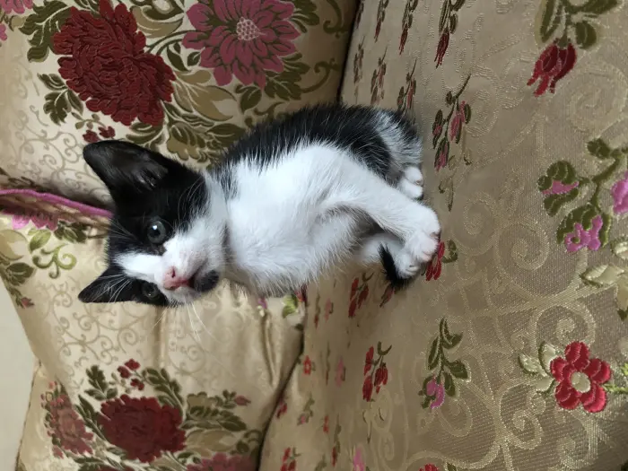 قطة للتبني في كازا الحي المحمدي