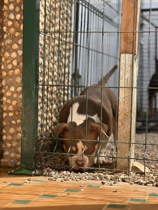 American Bully Pedigree