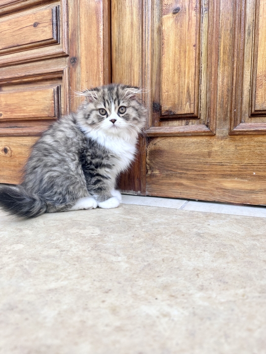 Magnifiques chatons munchkins