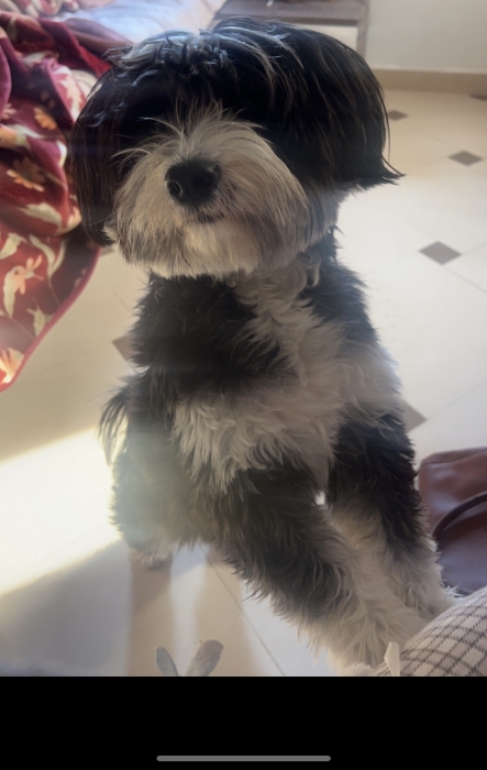 Bichon maltais à donner