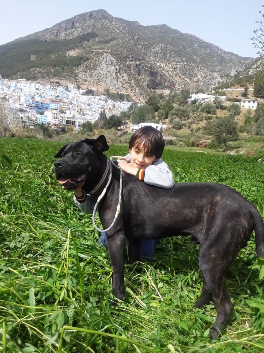 cane corso