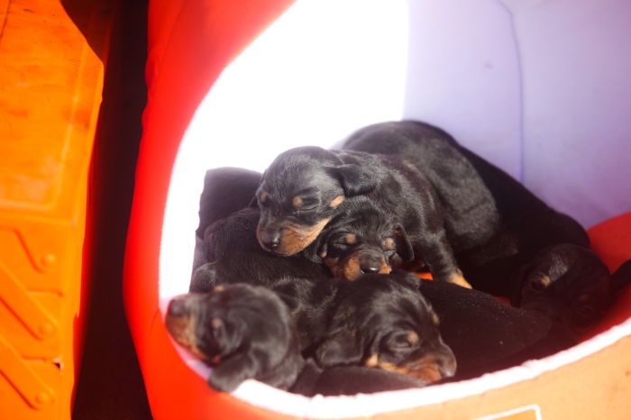 magnifiques chiots teckels pure race