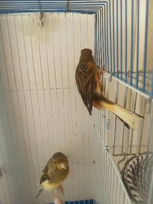Coupla canary