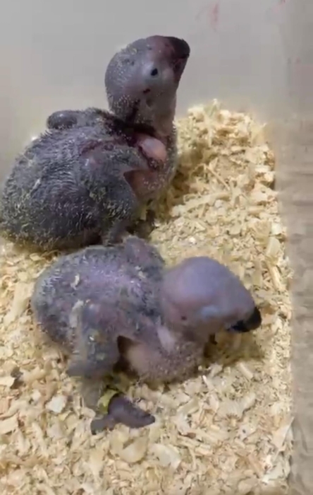 Perroquet gris du Gabon pour réservation