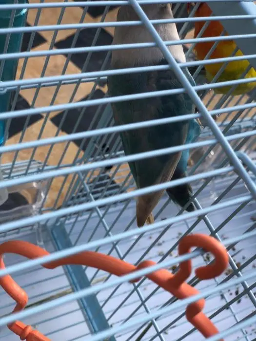 Natwa fisher wajda 180dh /dkar fisher 9rib ywjad 150dh