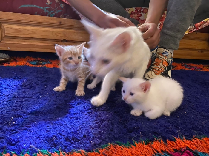 3 chats angora turkey