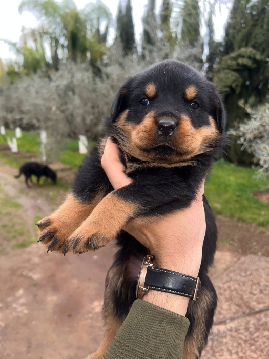 Rottweiller