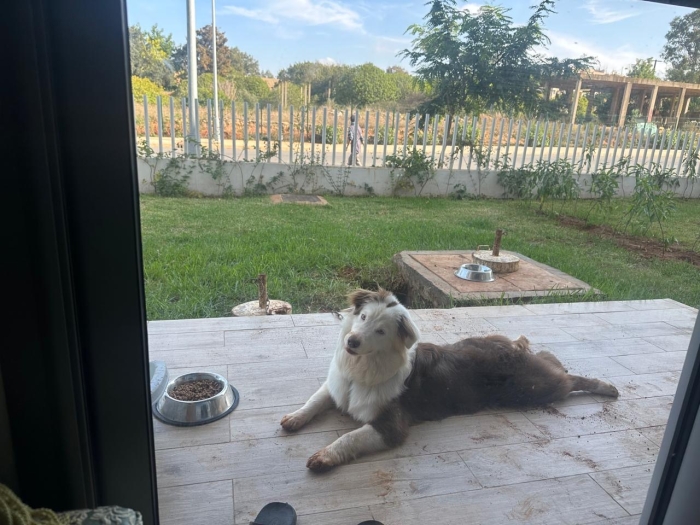 Chien berger australien pedigree