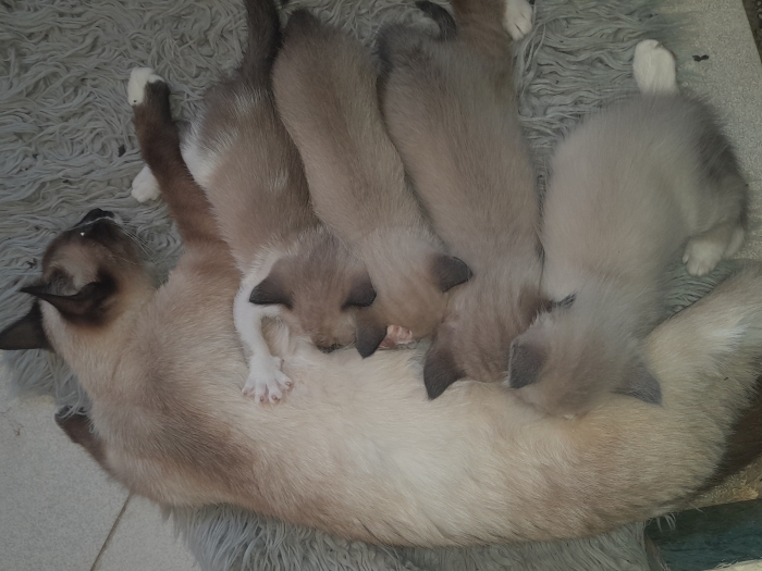 Chatons pour adoption