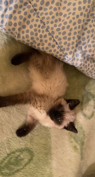 Chaton siamois femelles himalayen