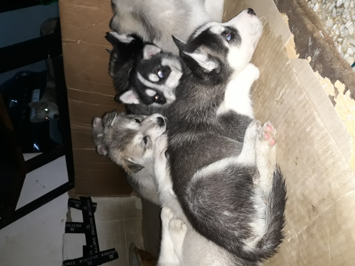 Husky chiots