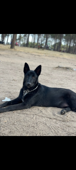 Chiot malinois mexicain noir